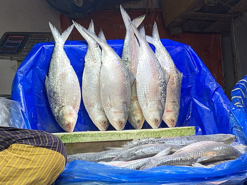padmar-ilish-fish চাঁদপুরের তাজা পদ্মার ইলিশ